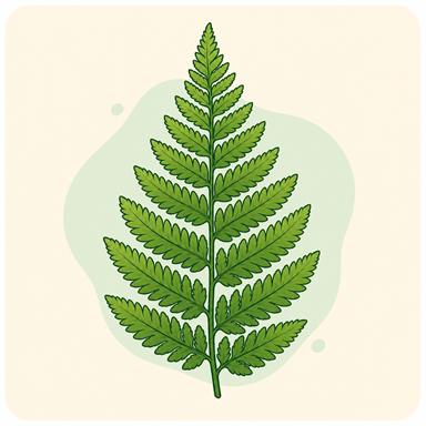 Illustration d’une fronde de fougère utilisée comme exemple d’entrée